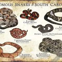 Venomous Snakes of South Carolina poster print