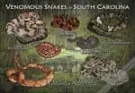 Venomous Snakes of South Carolina Poster Print - Image 2