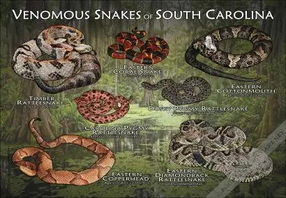 Venomous Snakes of South Carolina Poster Print - Image 2