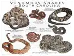 Venomous Snakes of South Carolina poster print