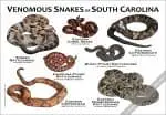 Venomous Snakes of South Carolina Poster Print - Image 3