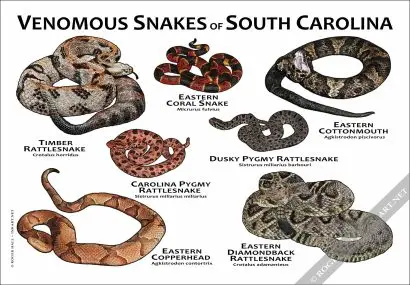 Venomous Snakes of South Carolina Poster Print - Image 3