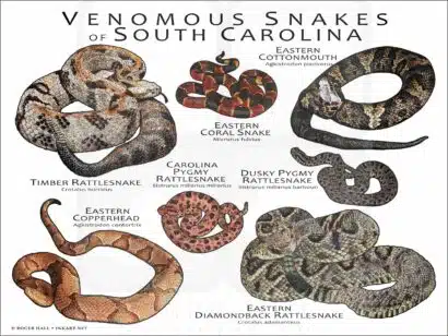 Venomous Snakes of South Carolina poster print