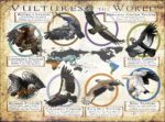 Vultures of the World poster print
