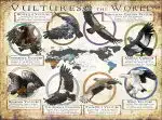 Vultures of the World poster print