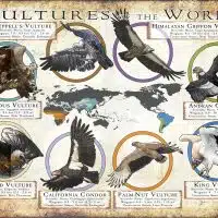 Vultures of the World poster print