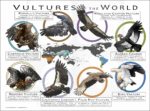 Vultures of the World poster print