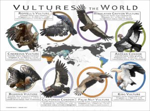 Vultures of the World poster print