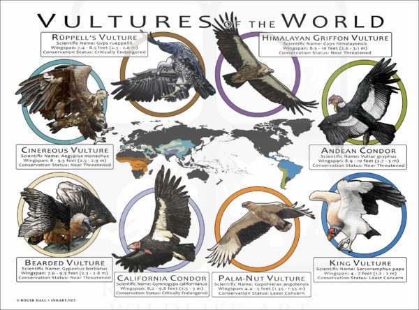 Vultures of the World poster print