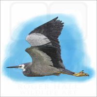 White-Faced Heron illustration