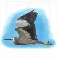White-Faced Heron illustration