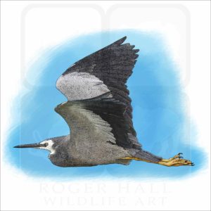 White-Faced Heron illustration