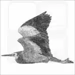 White-Faced Heron illustration