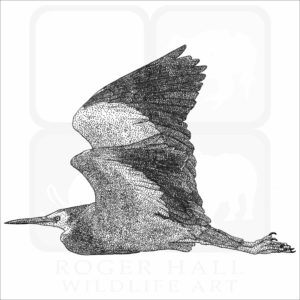 White-Faced Heron illustration
