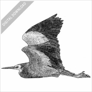 White-Faced Heron stock image