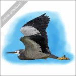 White-Faced Heron stock image