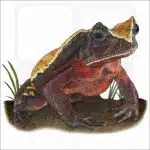 African Giant Toad image