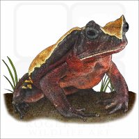 African Giant Toad image