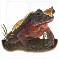 African Giant Toad image
