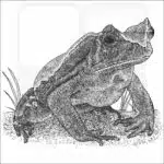 African Giant Toad illustration