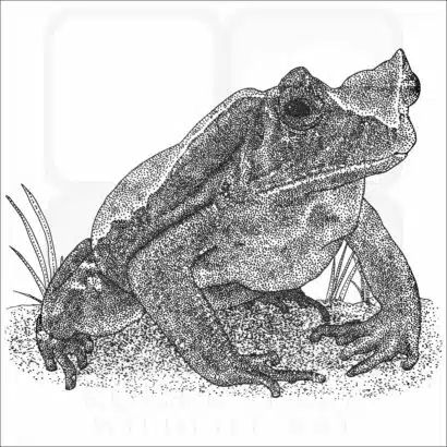 African Giant Toad illustration
