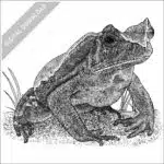 African Giant Toad stock image