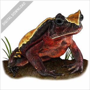 African Giant Toad stock image