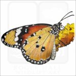 African Monarch Butterfly illustration