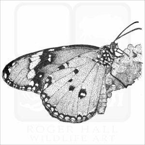 African Monarch Butterfly illustration