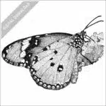 African Monarch Butterfly stock image