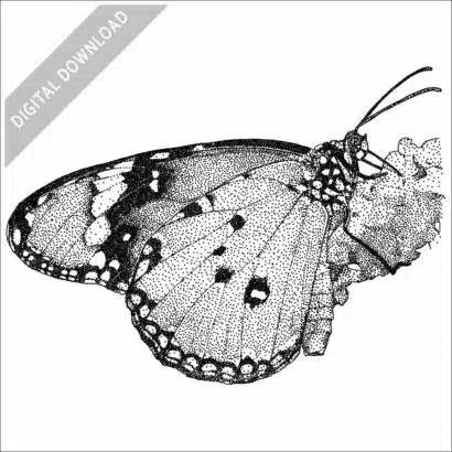 African Monarch Butterfly stock image