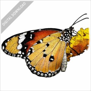 African Monarch Butterfly stock image