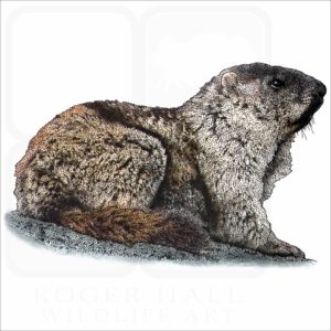 Alaska Marmot illustration