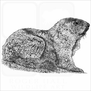 Alaska Marmota black and white drawing