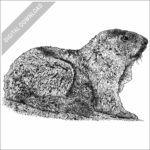 Alaska Marmot black and white stock drawing