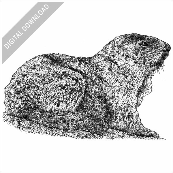 Alaska Marmot black and white stock drawing