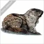 Alaska Marmot stock image