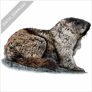 Alaska Marmot stock image