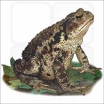 Asiatic Toad illustration