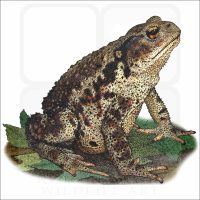 Asiatic Toad illustration
