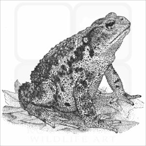 Asiatic Toad illustration
