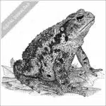 Asiatic Toad stock image