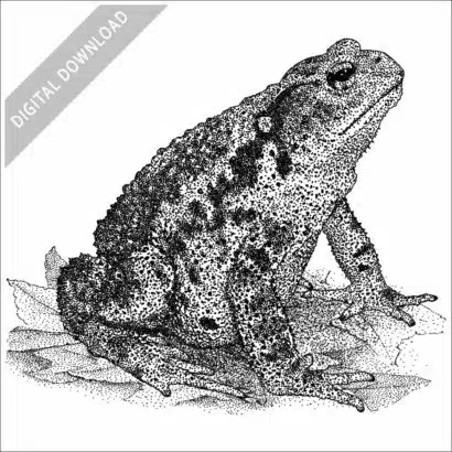 Asiatic Toad stock image