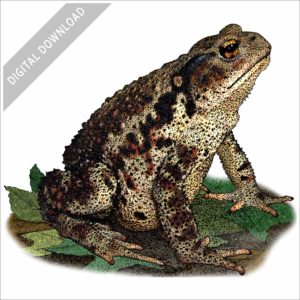 Asiatic Toad stock image