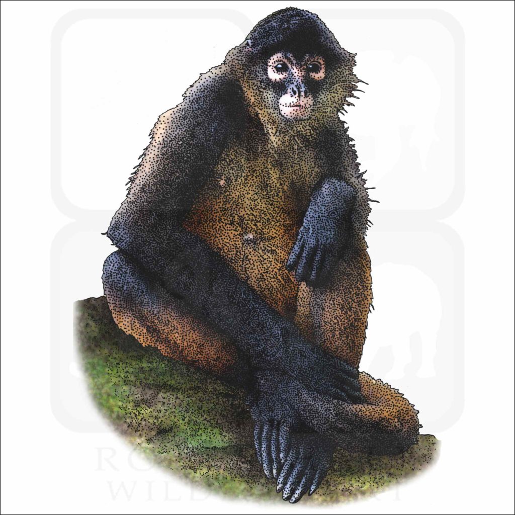 Black-Handed-Spider-Monkey-