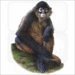 Black-Handed Spider Monkey illustration