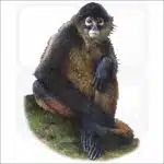 Black-Handed Spider Monkey illustration
