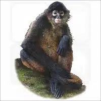Black-Handed Spider Monkey illustration