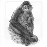 Black-Handed Spider Monkey black and white drawing