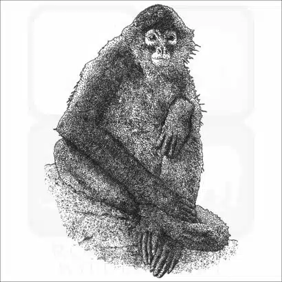 Black-Handed Spider Monkey black and white drawing